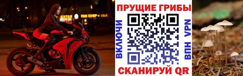 Псилоцибиновые грибы Psilocybe  Новохопёрск 